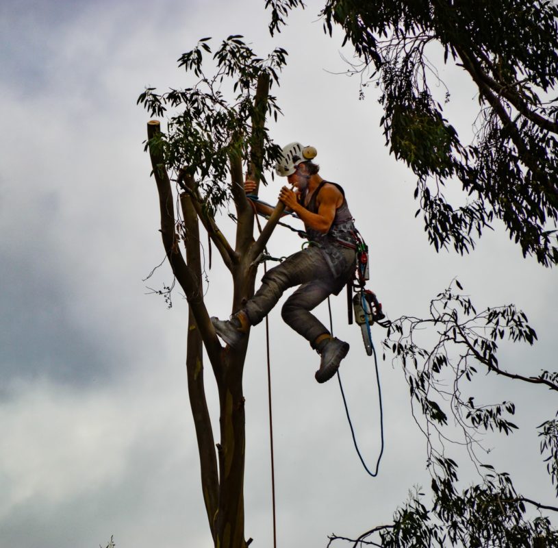 Arborist Working To Cut Down A Tree
